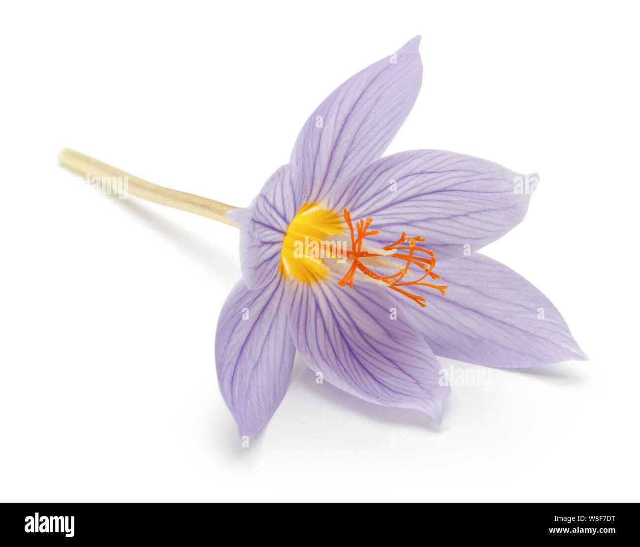 Unico fiore Crocus isolati su sfondo bianco Foto Stock