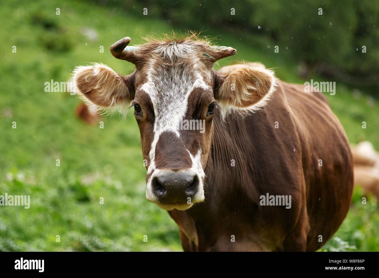 Marrone e bianco spotted cow close up portrat a sfondo verde. Mucca guarda in telecamera. Colorazione di vacca simile vitilgo afro. Vitiligine mucca Foto Stock