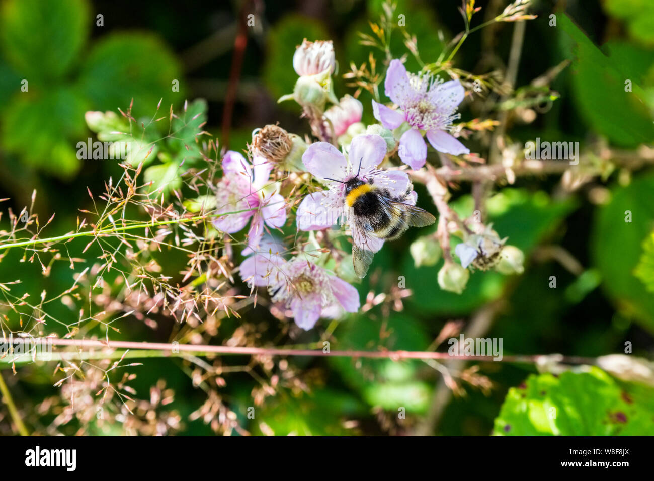 Un Calabrone (Bombus) su rovo fiori in una siepe, Wales, Regno Unito Foto Stock