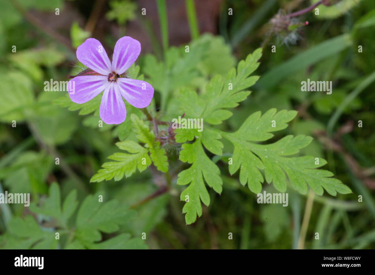 Herb robert (Geranium robertianum), in fiore, Holt, Norfolk, Inghilterra, Regno Unito 1 Giugno 2014 Foto Stock