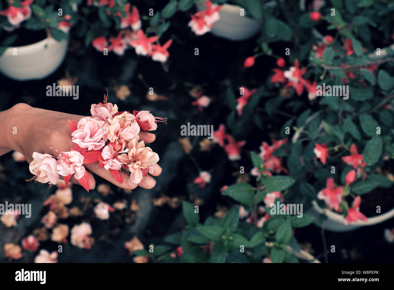 Close up hardy rosa fucsia fiori sulla donna mano dalla vista superiore con sfocato piante ornamentali background in giardino Foto Stock