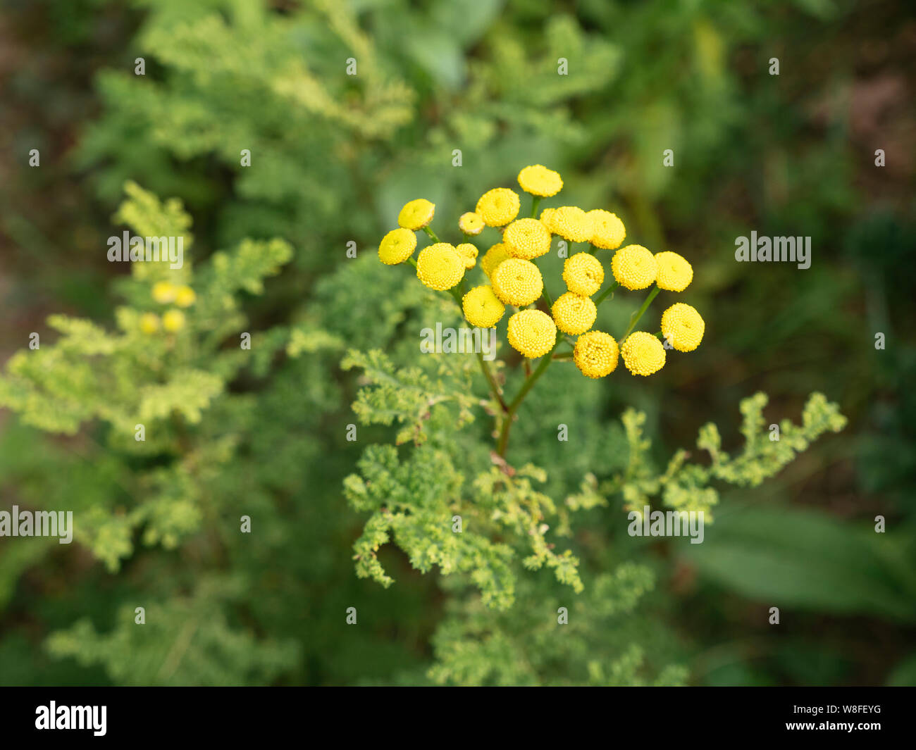 Fioritura Tanacetum vulgare var. crispum, a volte erroneamente classificate come specie di Artemisia o Schwarze Edelraute. Foto Stock