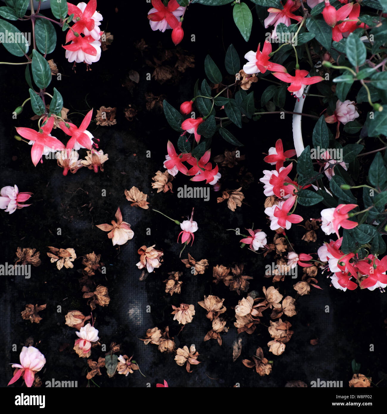 Hardy fuchsia fiore che sboccia luminosa in rosa, fiori cadono sul pavimento tra il verde delle piante ornamentali in giardino rendono il contrasto tra freschi e asciutti flora Foto Stock