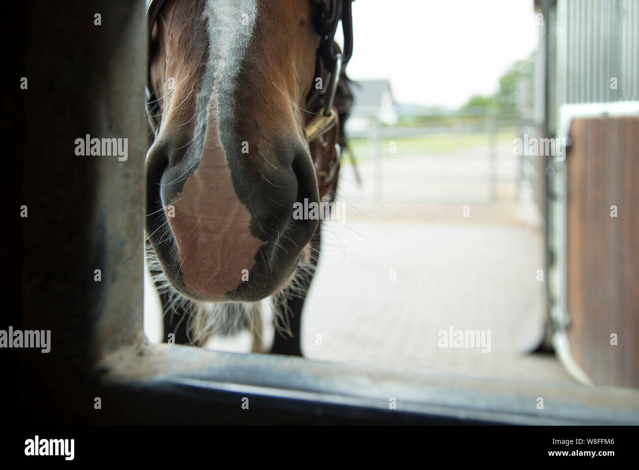 Un Saxon Turingia warmblood pesanti sniffs nella casella di cibo. Si erge su un allevamento di cavalli con scatole di cavallo. White blaze. Foto Stock