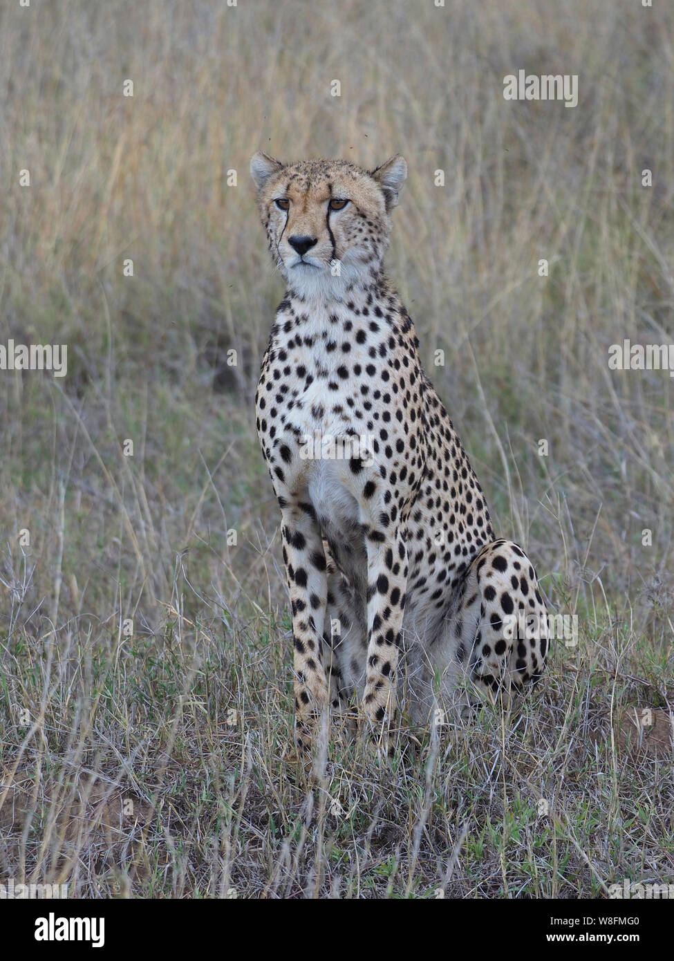 Lone ghepardo Africano Serengeti Africa Foto Stock