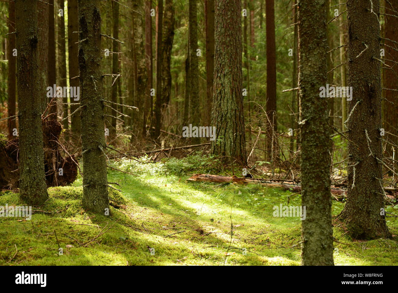 Sunbeam su una luce verde muschio tra i tronchi di alberi di abete in una fitta foresta di conifere in un inizio di mattina d'estate Foto Stock