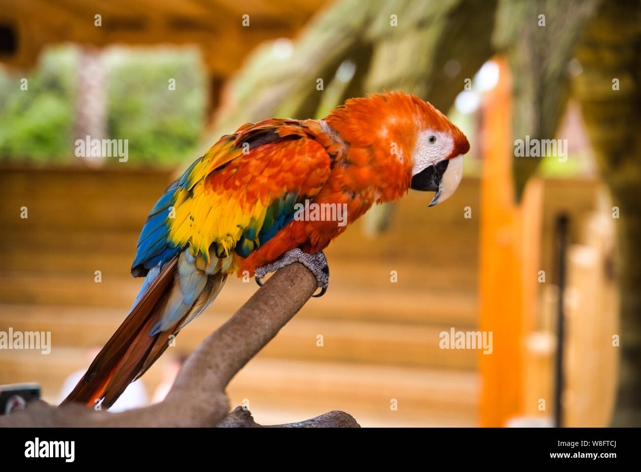Macaw parrot su un ramo. Bellissimo pappagallo colorato. Red macaw parrot. Ara macao Foto Stock