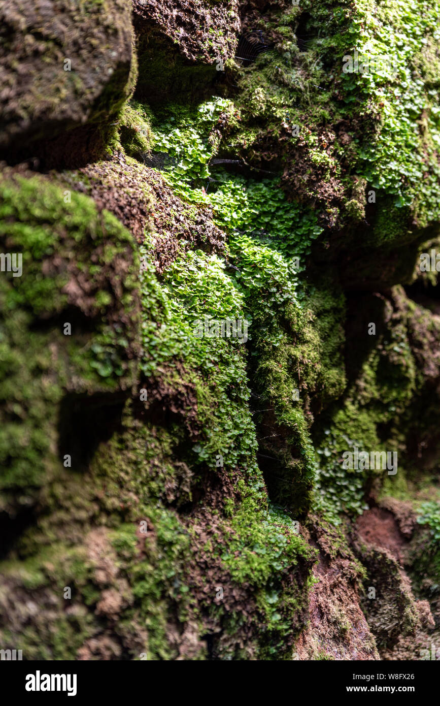 Lud chiesa della voragine del sir Gawain e il cavaliere verde fama presso il roaches, nel Parco Nazionale di Peak District, UK. Foto Stock