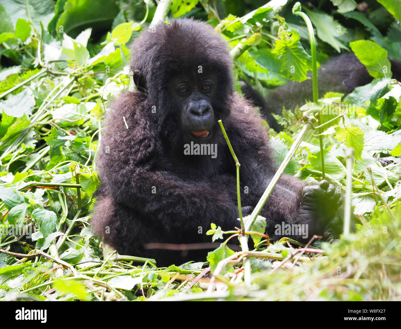 Wild Gorilla di Montagna Baby Africa Foto Stock