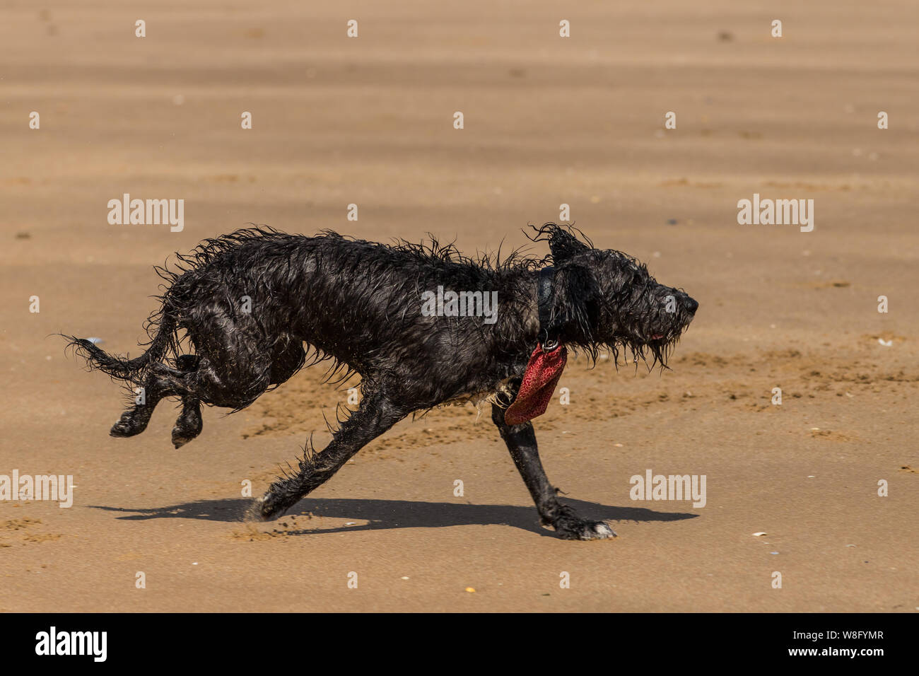 Un shaggy cane bagnato a caccia di una sfera sulla spiaggia Foto Stock