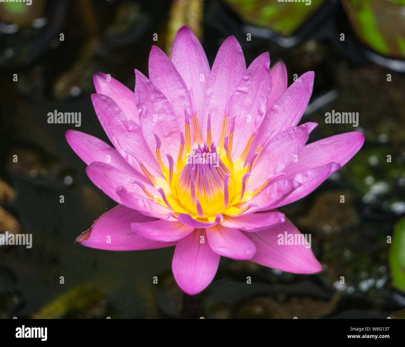 Close up di un brillante color acqua giglio. Foto Stock