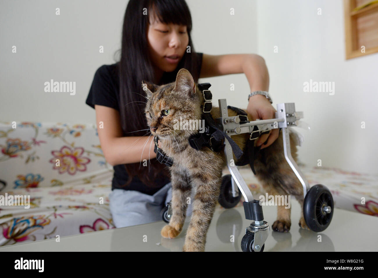 Cinese proprietario di pet Xiaojiu equipaggia il suo gatto disabili Guolai con una sedia a rotelle a casa a Chongqing Cina, 20 ottobre 2015. Un cinese proprietario di pet i viventi Foto Stock