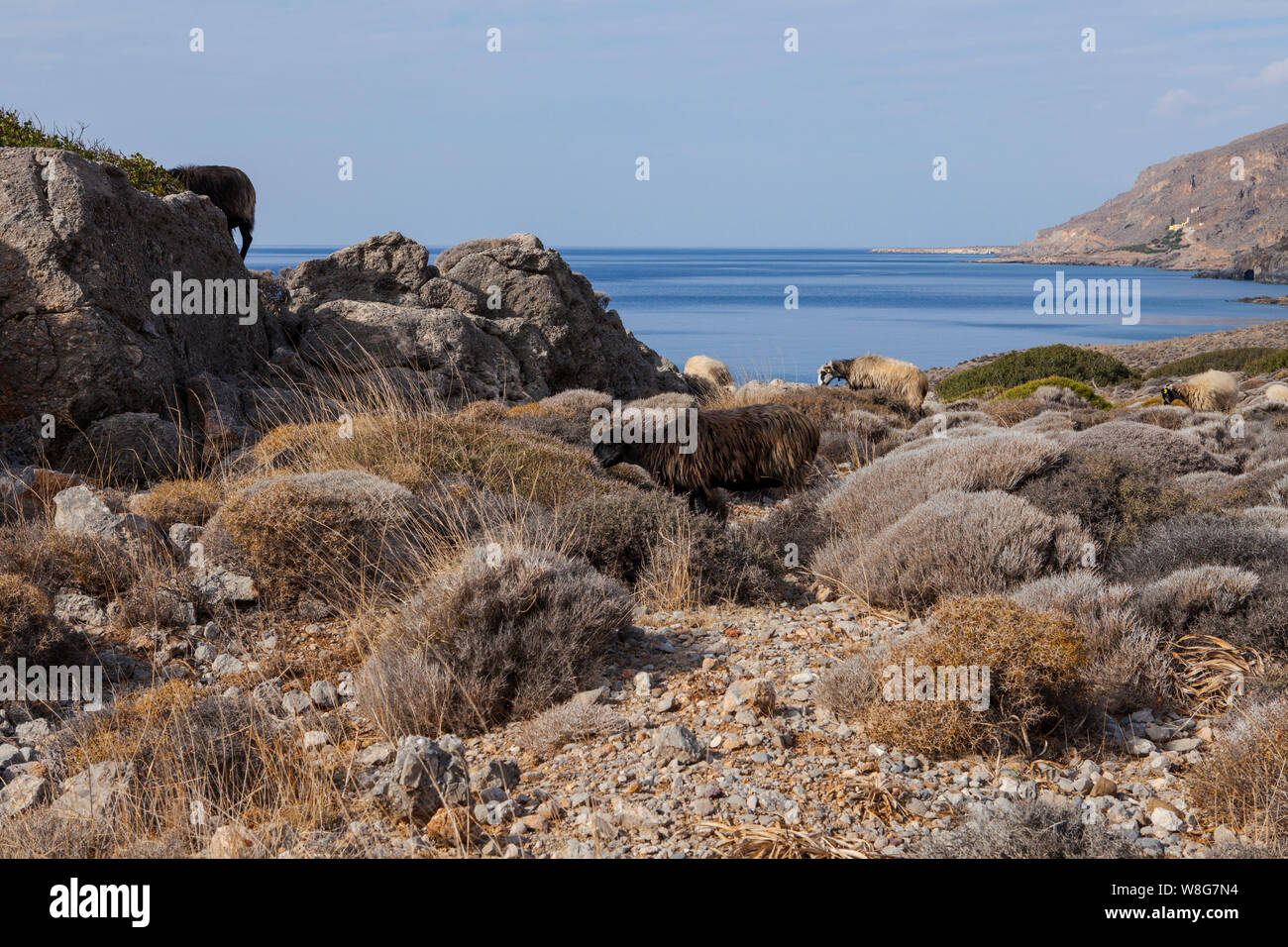 Pecore di montagna e le zone rurali di Creta in Grecia Foto Stock