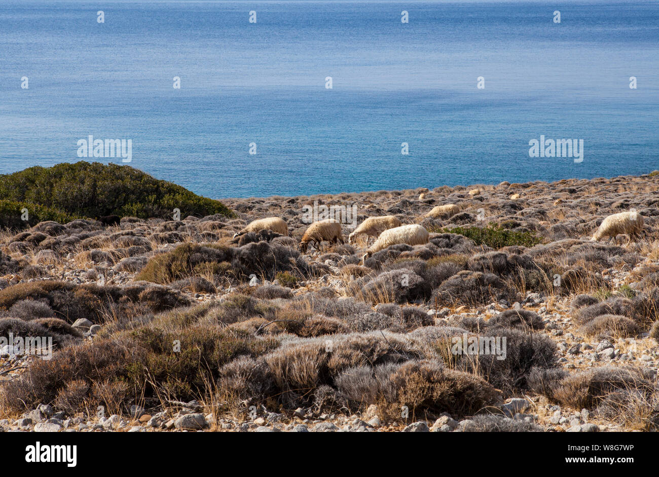 Pecore di montagna e le zone rurali di Creta in Grecia Foto Stock