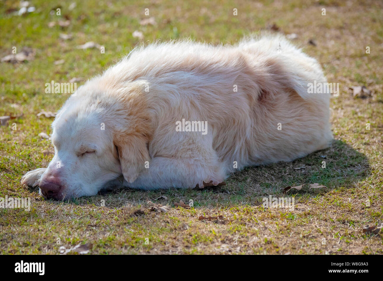 Grande cane bianco prendendo un pisolino in un pomeriggio autunnale Foto Stock