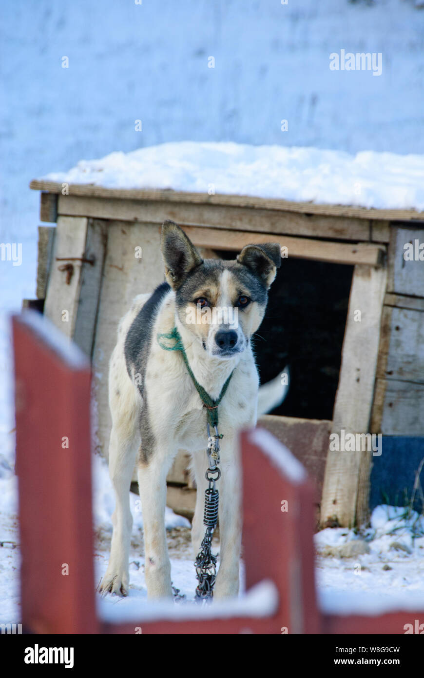 Lone cane nel mezzo di Borovetts Bulgaria sul nightwatch come un cucciolo a guardia delle persone nelle vicinanze da orsi e altre cose di questo genere. Foto Stock