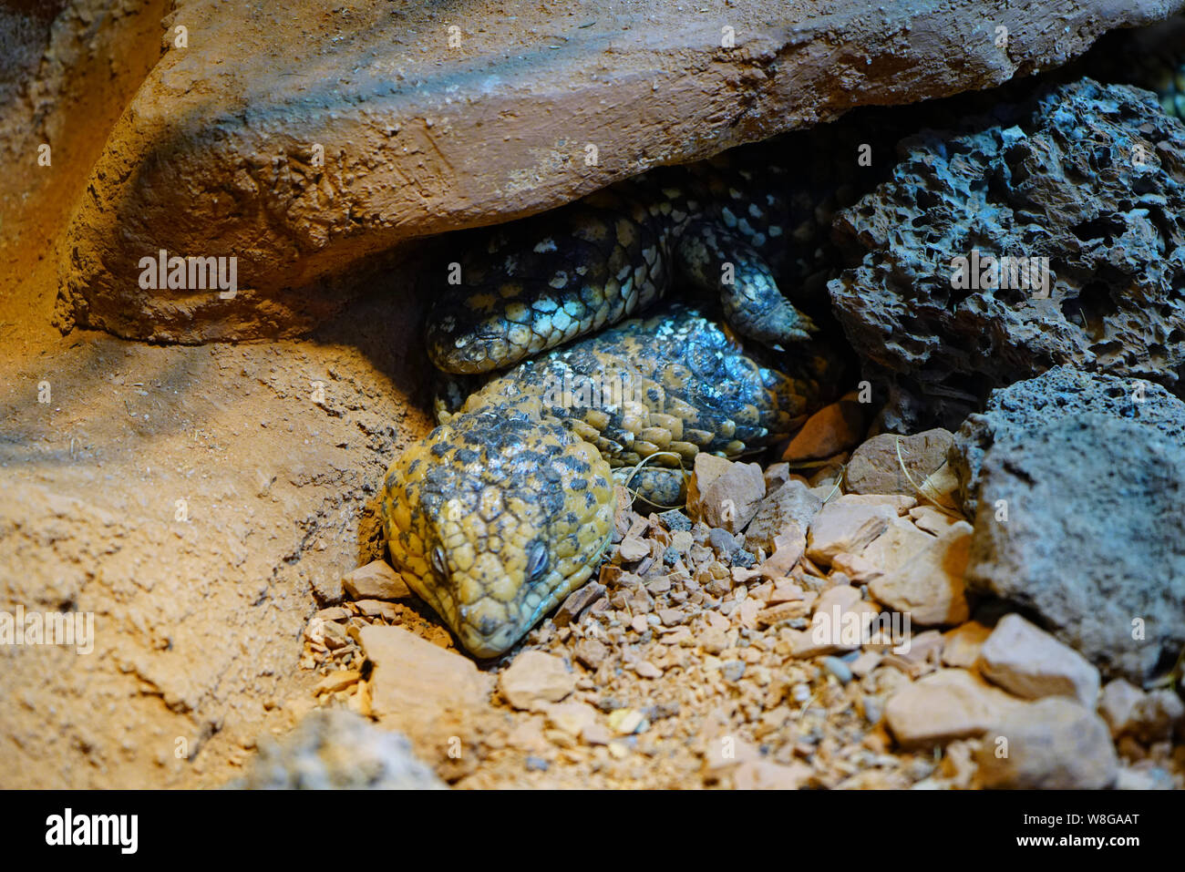 Northern Rock Pilbara monitor lizard (Varanus pilbarensis) Foto Stock