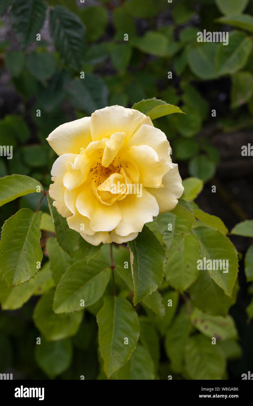 Primo piano di una rosa gialla chiamata Rosa Golden Gate fiorita in un giardino inglese, Regno Unito Foto Stock