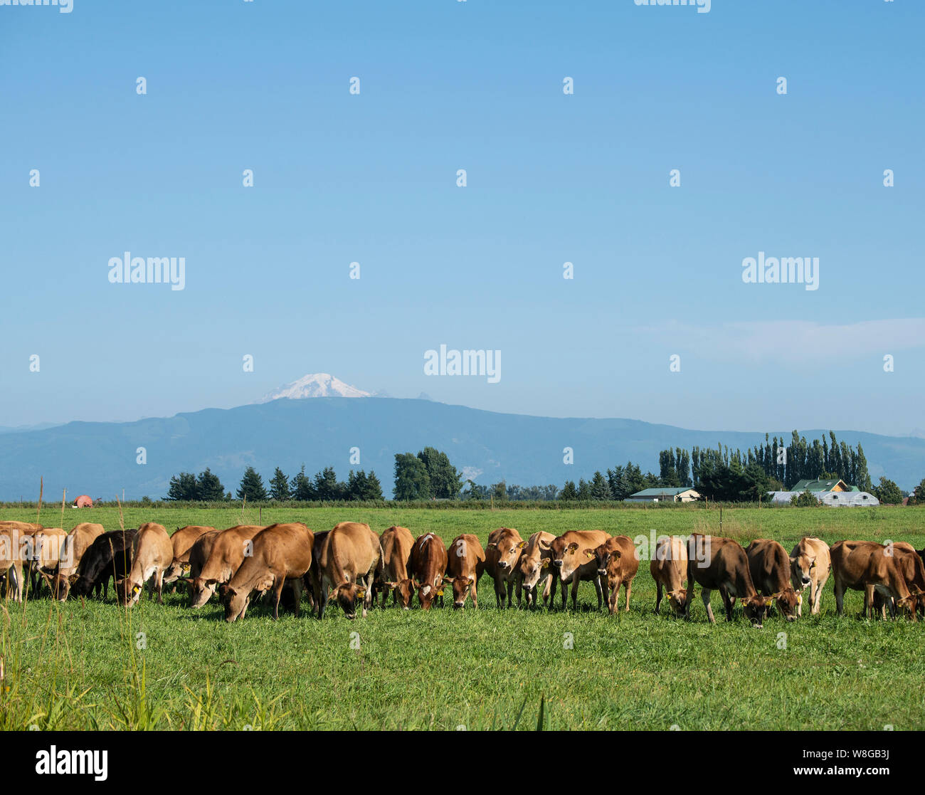 Vacche da latte pascolano in un pascolo vicino Lynden, WA, il 5 agosto 2019. La distanza è di Mt. Il panettiere. Foto Stock
