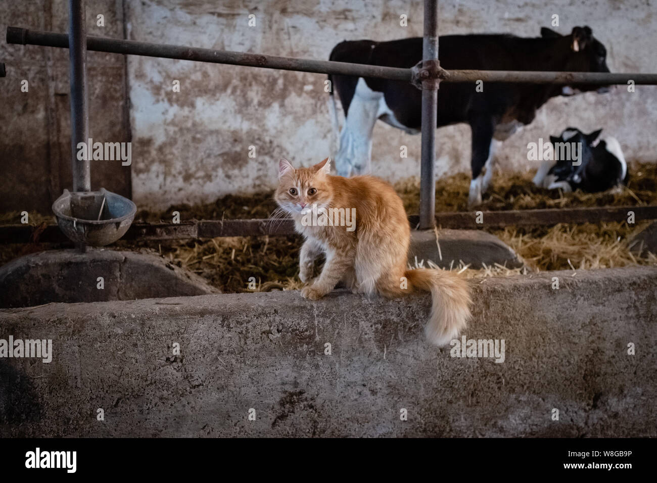 Rosso gatto selvatico guardando la telecamera con le mucche in background Foto Stock