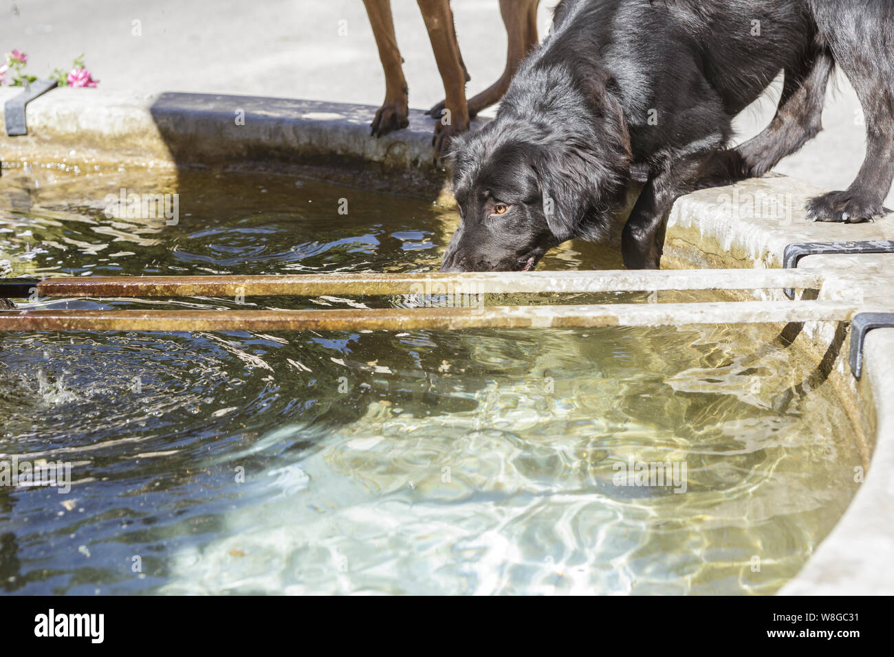Un cane di bevande a partire da una fontana in Saint Michel l'Observatoire nel caldo del sud della Francia. Foto Stock