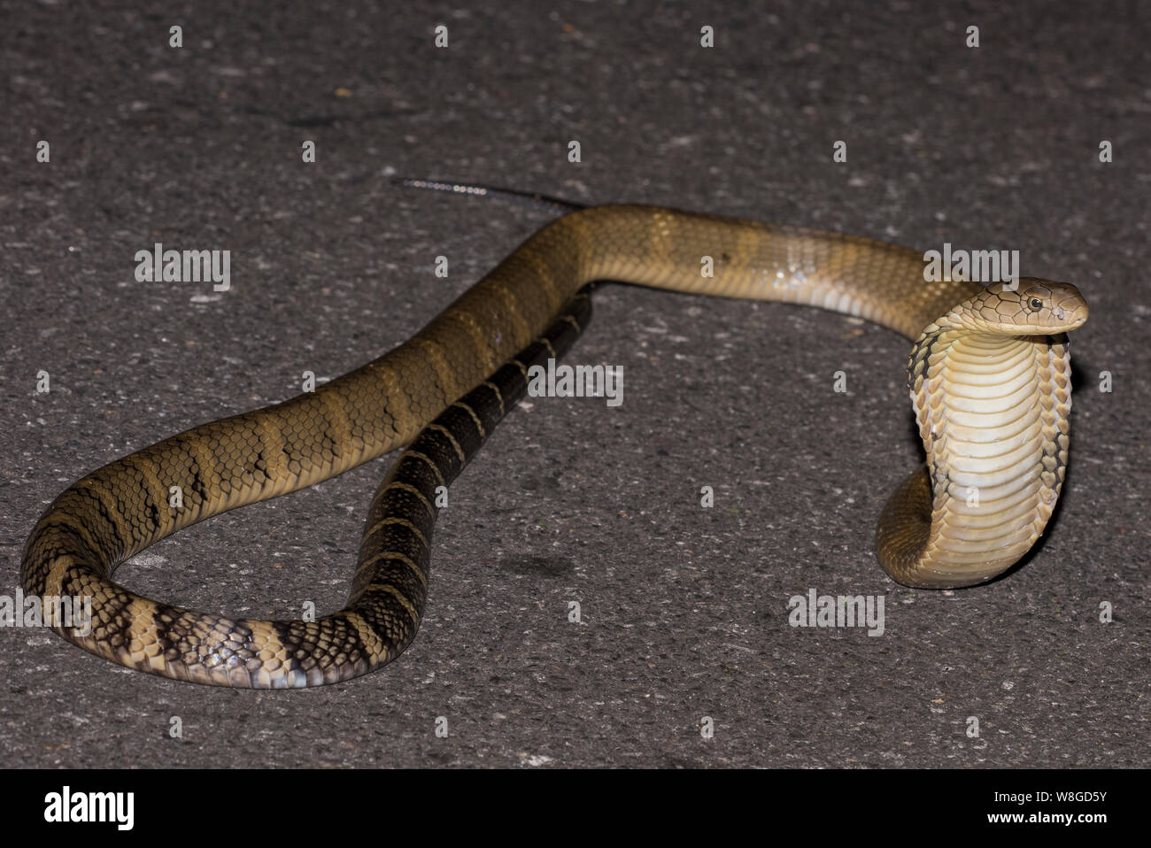 Cobra reale (Ophiophagus Hannah) i mondi più grande serpente velenoso su una strada di notte, Kaeng Krachan NP Thailandia Foto Stock