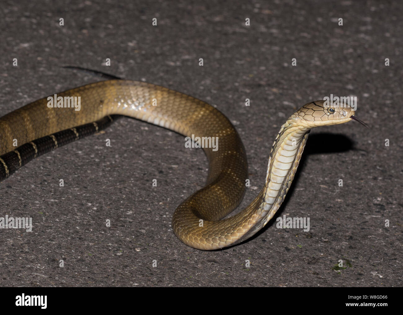 Cobra reale (Ophiophagus Hannah) i mondi più grande serpente velenoso su una strada di notte, Kaeng Krachan NP Thailandia Foto Stock