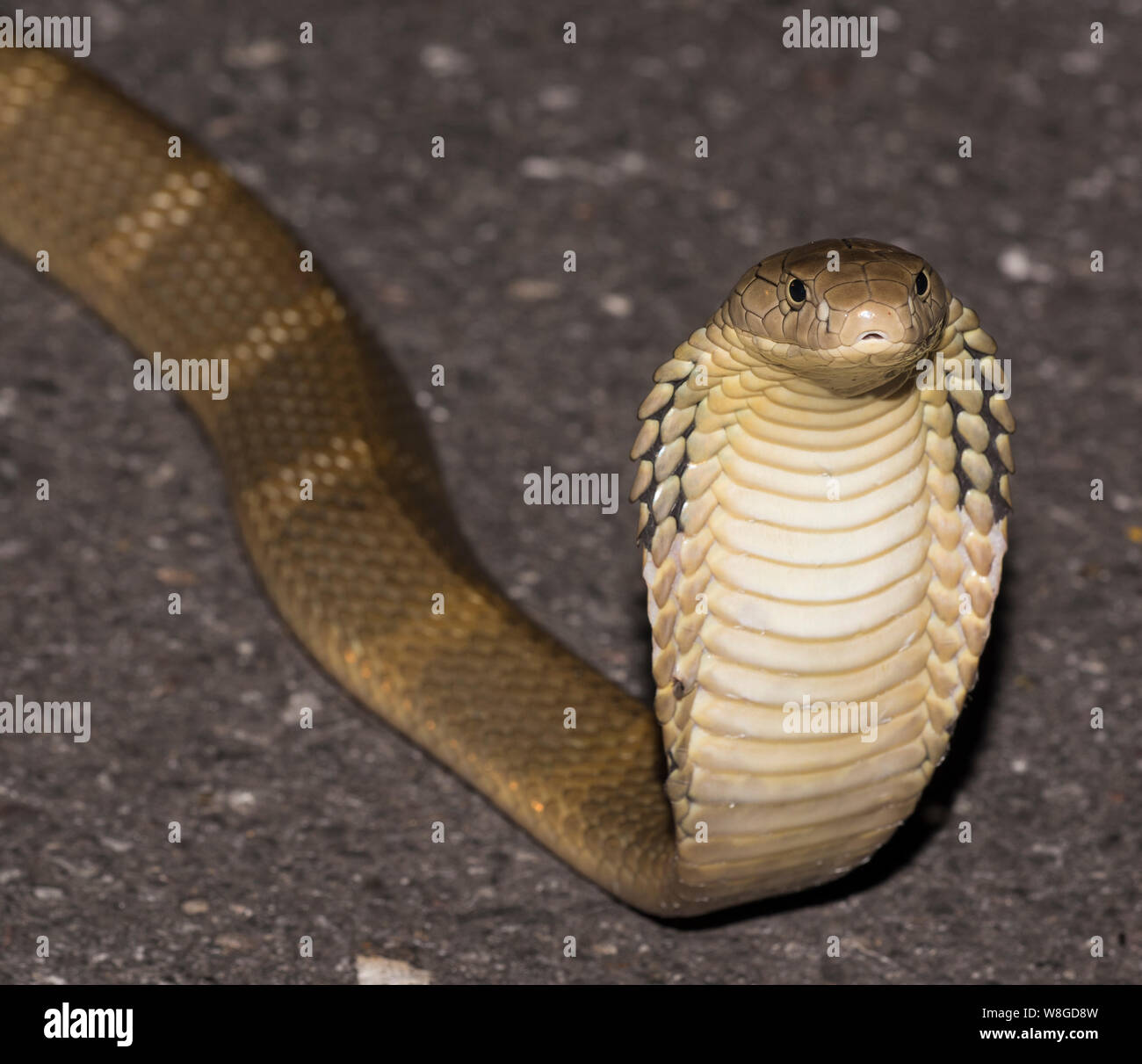 Cobra reale (Ophiophagus Hannah) i mondi più grande serpente velenoso su una strada di notte, Kaeng Krachan NP Thailandia Foto Stock
