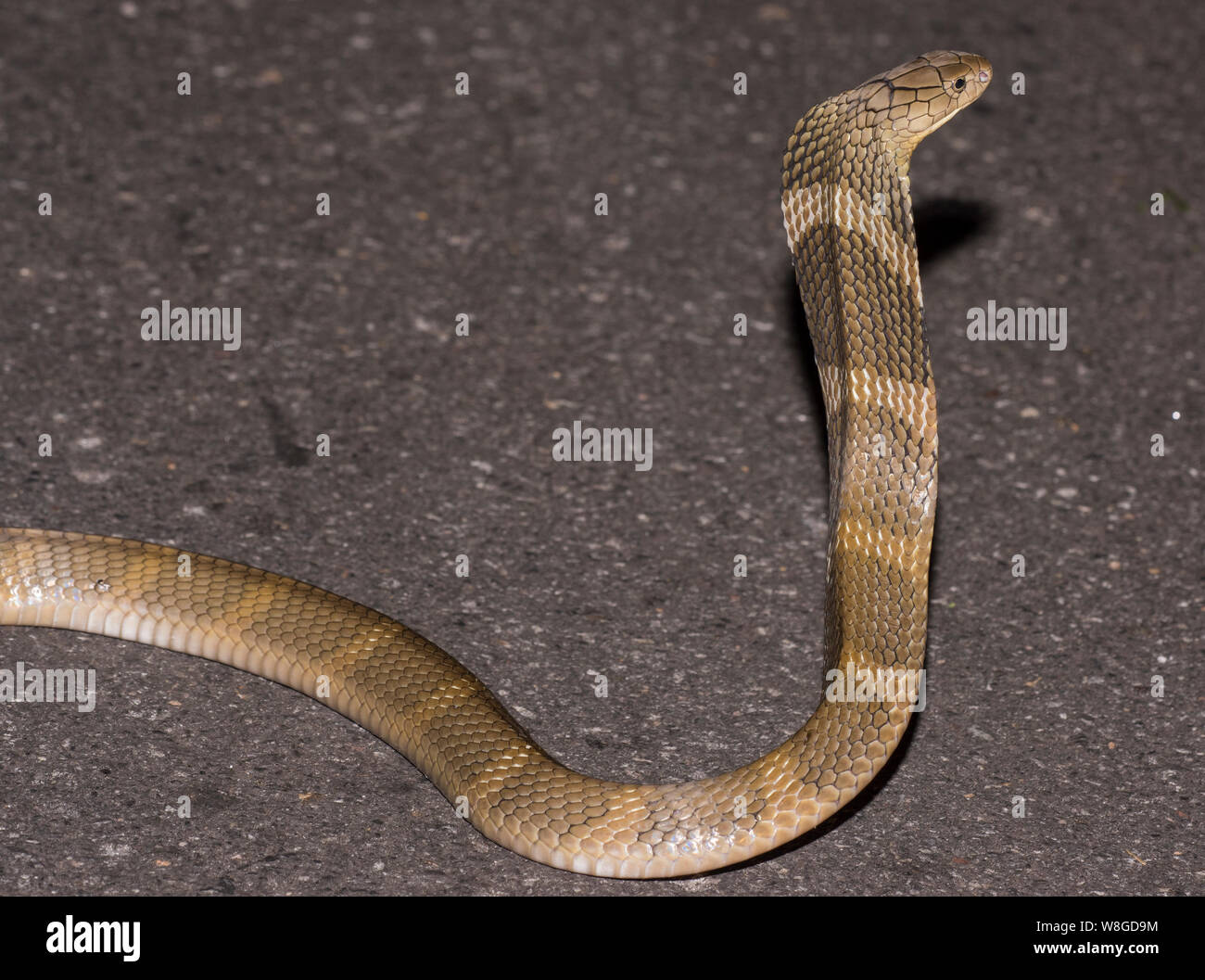 Cobra reale (Ophiophagus Hannah) i mondi più grande serpente velenoso su una strada di notte, Kaeng Krachan NP Thailandia Foto Stock