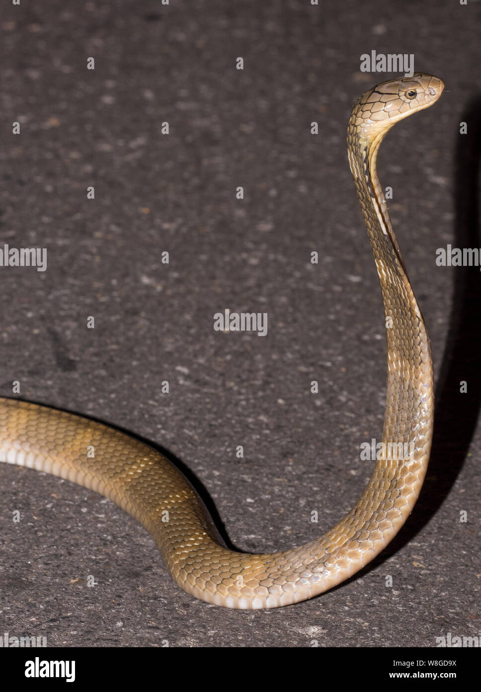 Cobra reale (Ophiophagus Hannah) i mondi più grande serpente velenoso su una strada di notte, Kaeng Krachan NP Thailandia Foto Stock