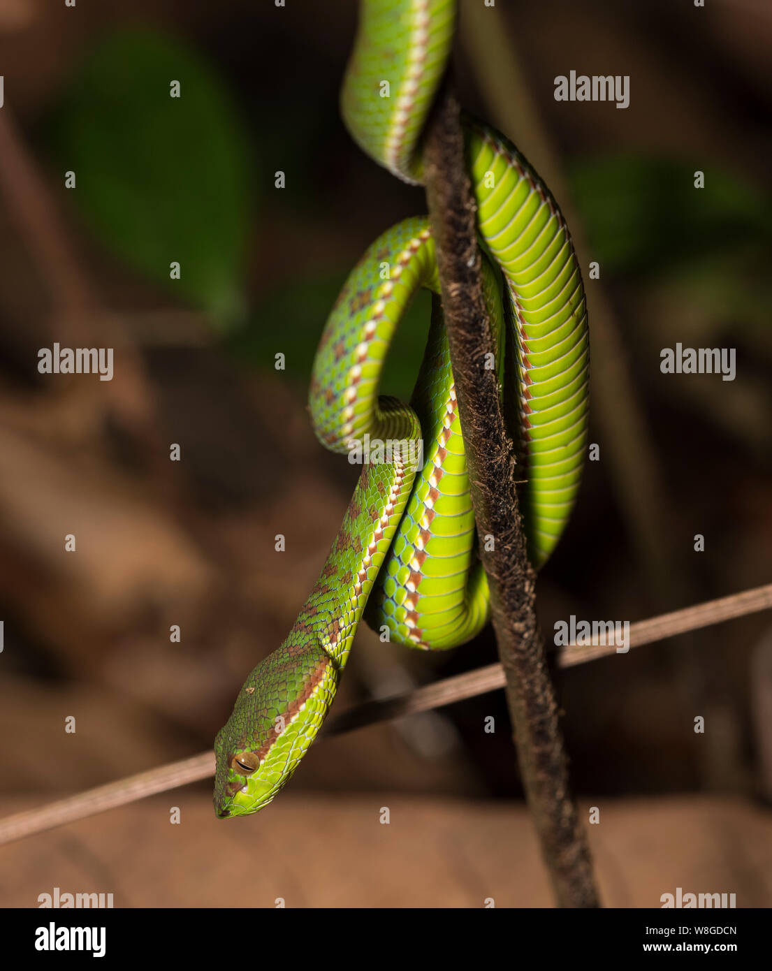 Splendido verde di Phuket Rattlesnakes (Trimeresurus phuketensis) in un albero a Phuket, Tailandia. Foto Stock