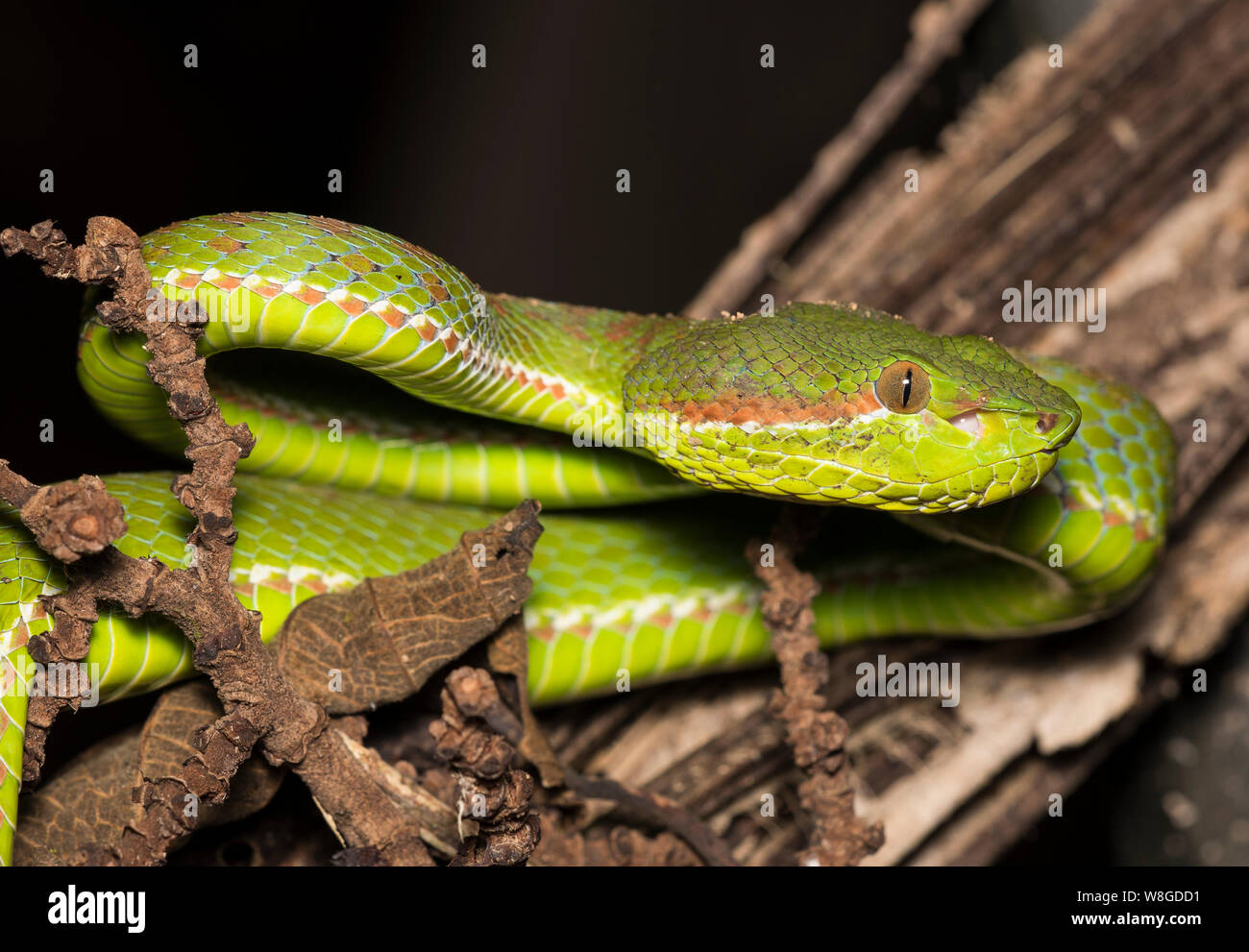Splendido verde di Phuket Rattlesnakes (Trimeresurus phuketensis) in un albero a Phuket, Tailandia. Foto Stock