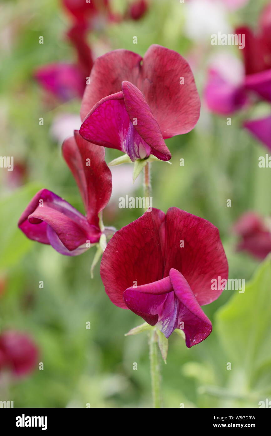 Lathyrus odoratus 'Cavaliere Nero' alpinista annuale. Un particolarmente profumato, vecchio stile pisello dolce con fiori scuri Foto Stock