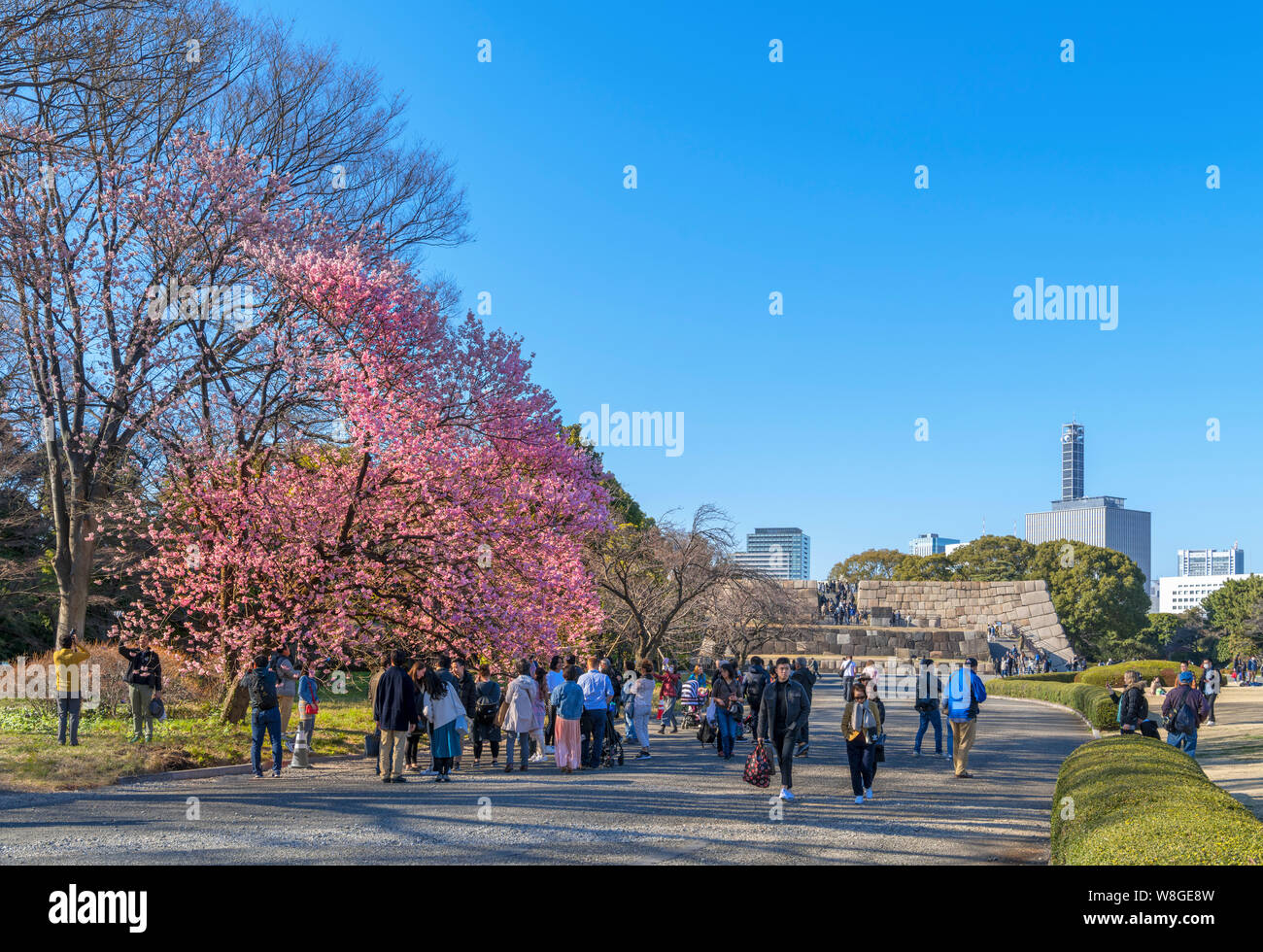 Fiore di Ciliegio con il sito del castello di Edo di tenere la distanza, Est giardini, Imperial Palace, Tokyo, Giappone Foto Stock