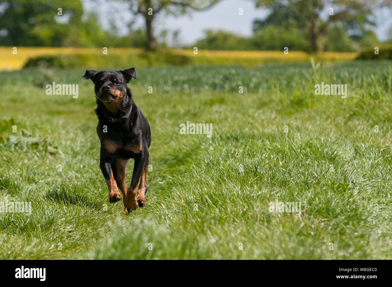 Rottweiler razza aggressiva totalmente goduto la vita non aggressivo e di essere felice in esecuzione in un campo in Inghilterra. Non credete a ciò che si sente. Adorabile Foto Stock