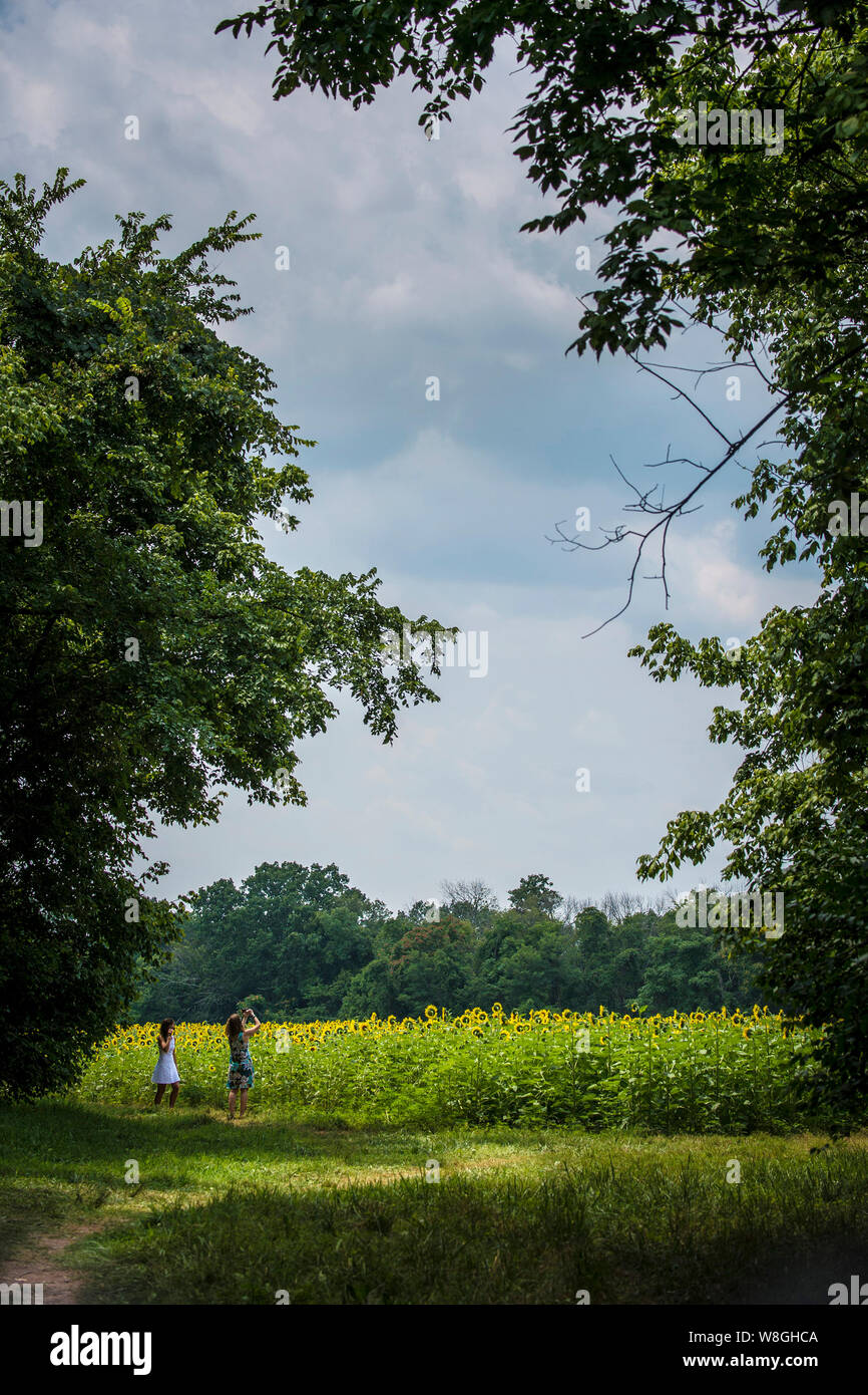 Girasoli cominciano a fiorire nella parte occidentale della contea di Montgomery, McKee-Beshers Wildlife Management aree, vicino Poolesville, Md., luglio 21, 2017 Foto Stock