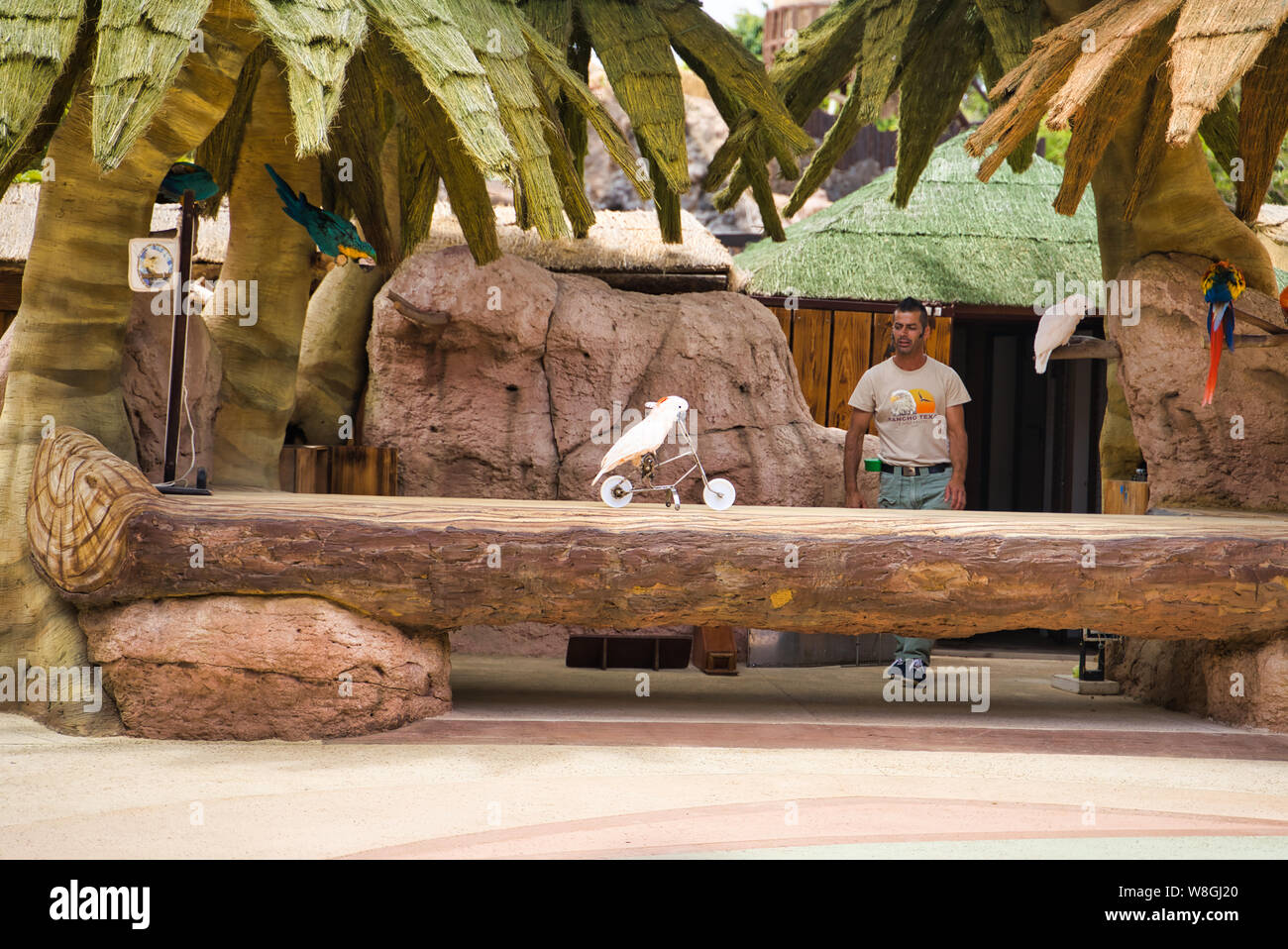 Lanzarote, Isole Canarie, Spagna - 20 Aprile 2019: Rancho Texas Park è il più grande zoo di Lanzarote. Mostrare con pappagalli. Pappagalli addestrati Foto Stock