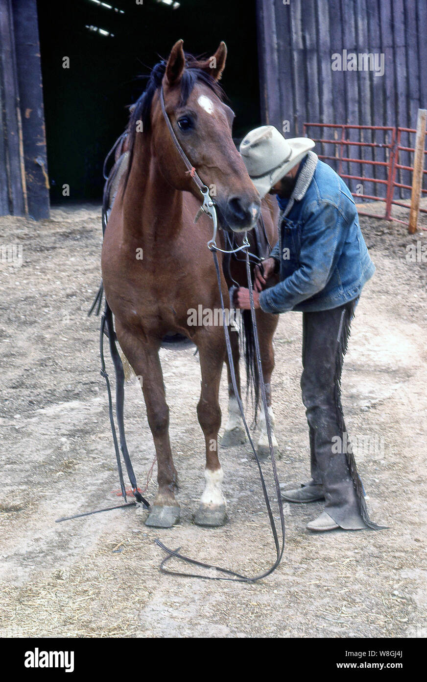 Real Texas e Wyoming cowboys di lavoro. Foto Stock