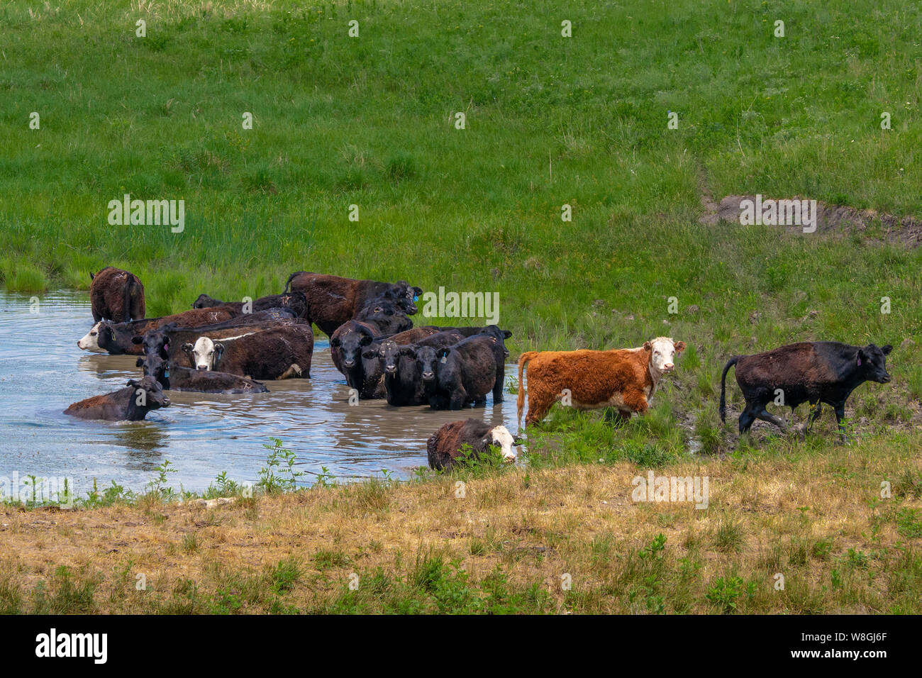 Bovini di restare fresca e idratata in uno stagno in un ranch in Kansas Flint Hills Foto Stock