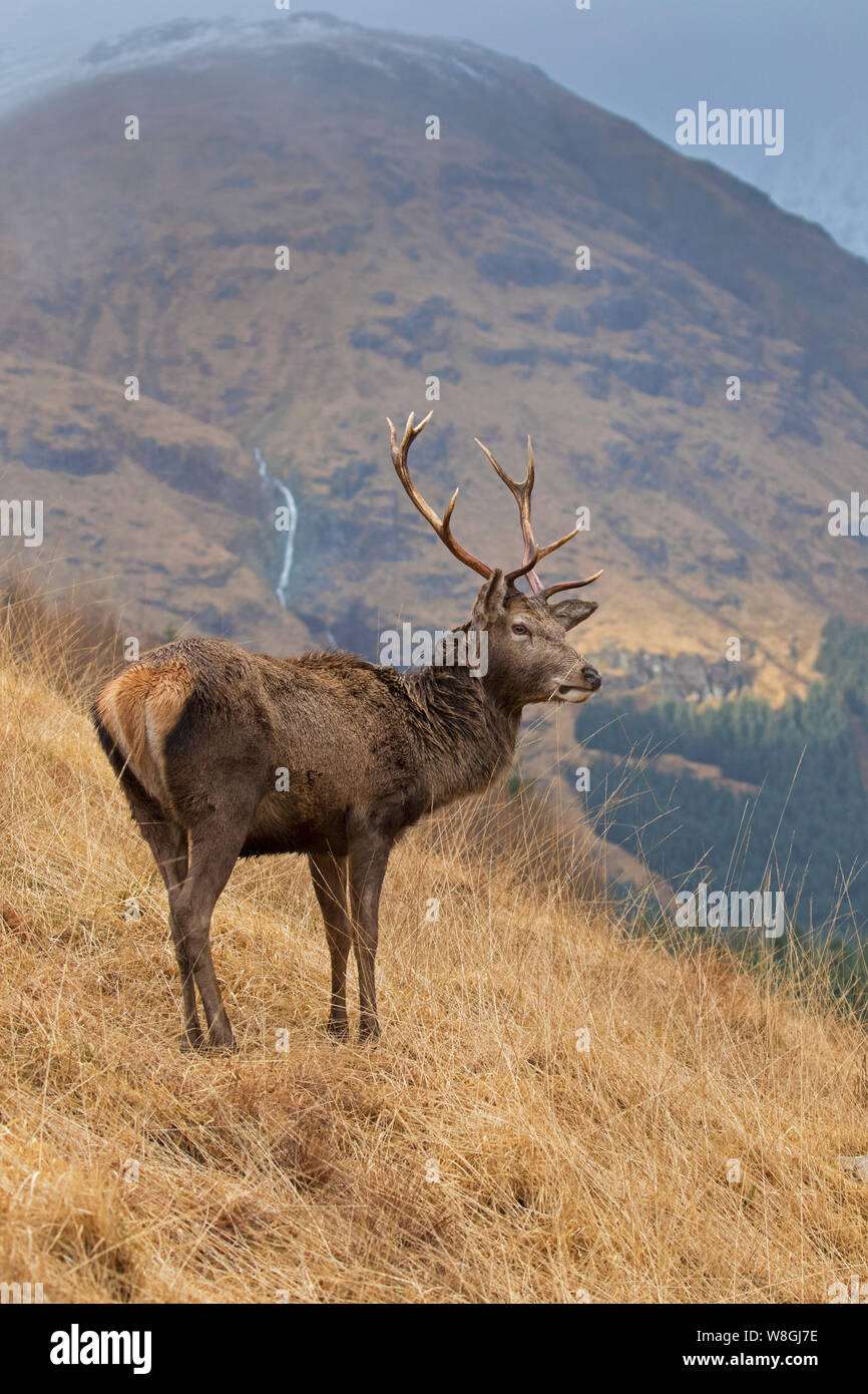 Red Deer cervo maschio / (Cervus elaphus) sul pendio di montagna cercando in valle sulle colline in inverno nelle Highlands scozzesi, Scotland, Regno Unito Foto Stock