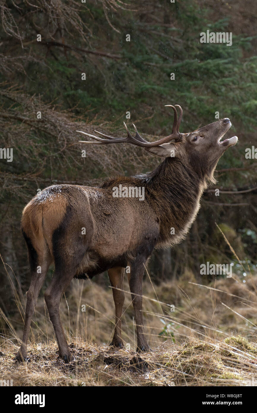Red Deer cervo maschio / (Cervus elaphus) muggito sotto la pioggia a bordo della foresta in inverno nelle Highlands scozzesi, Scotland, Regno Unito Foto Stock