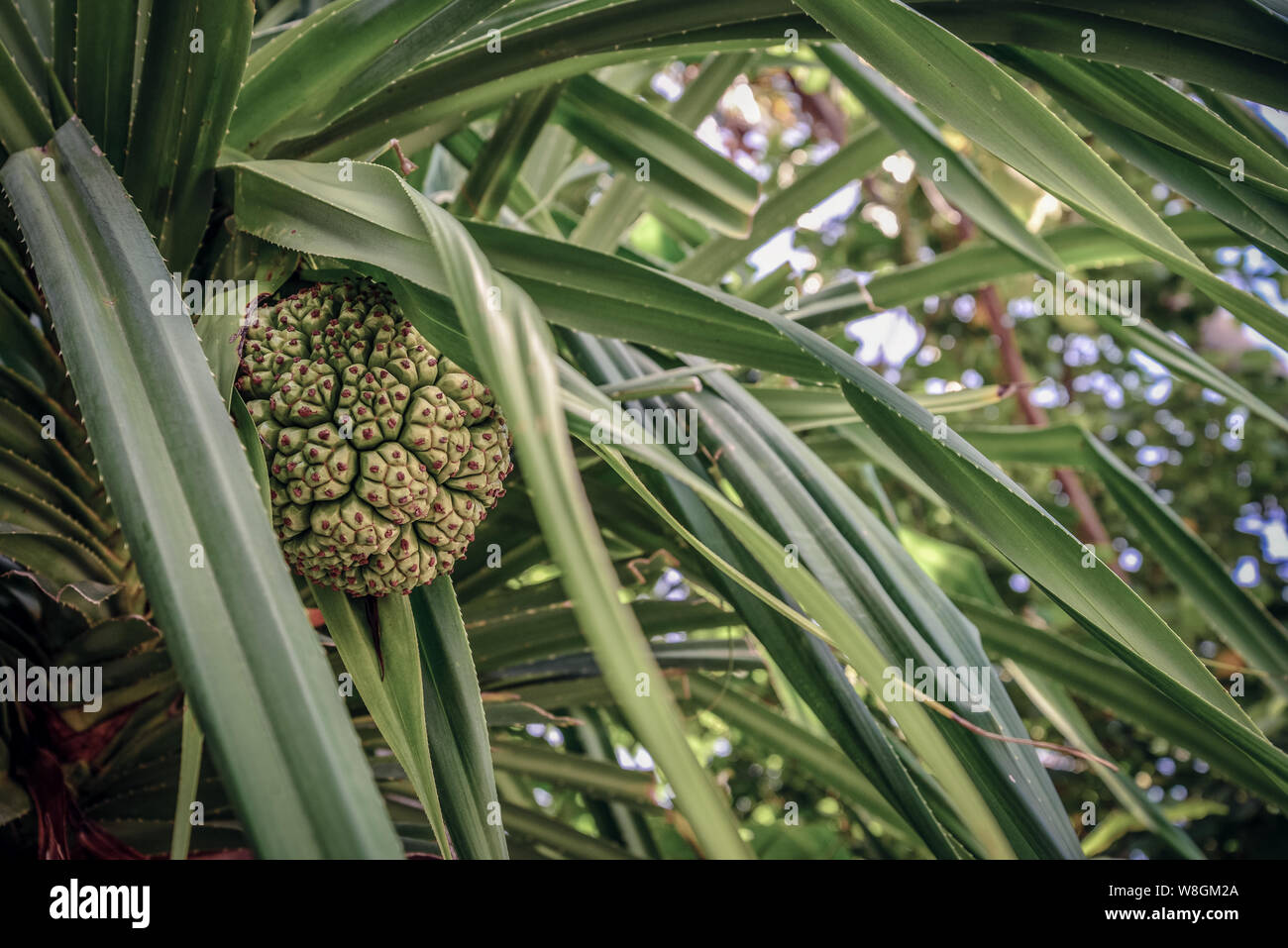 Frutta Che Appende Nell'albero, Pandanus, Pino Di Vite, Pandanaceae