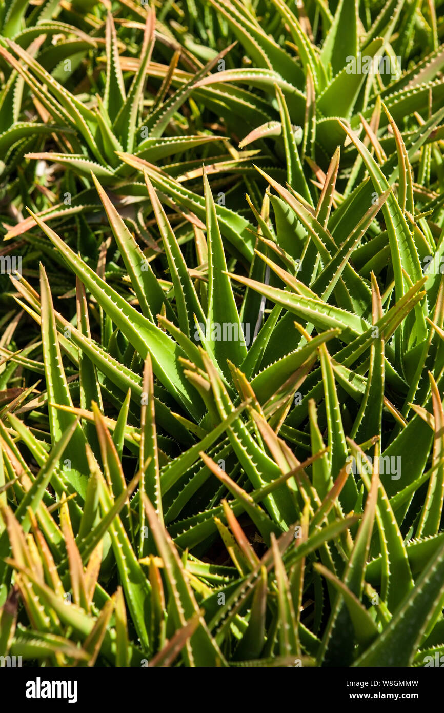 Aloe Vera per l'ingrediente cosmetico. Aloe Vera piantagione. Foto Stock
