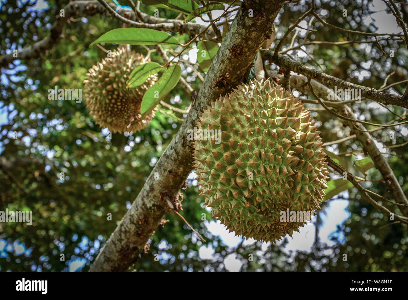 Durian tree, fresco frutta Durian su albero nella giungla di Bali. Foto Stock Durian tree, fresco frutta Durian su albero nella giungla di Bali. Foto Stock