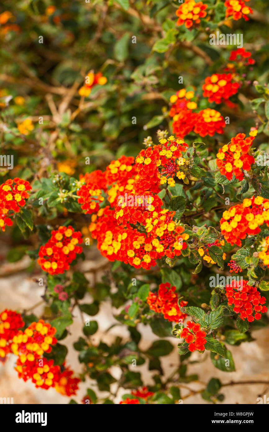 Lantana è un genere di circa 150 specie di perenni Piante fiorite nella famiglia di verbena, Verbenaceae. Foto Stock