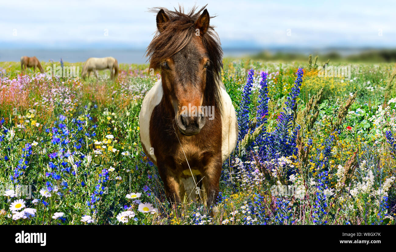 Pony con fiori di campo prato Foto Stock