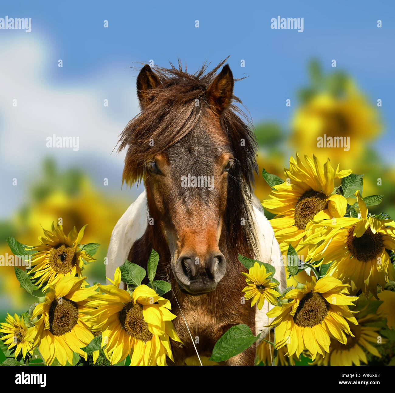 Pony con fiori di campo prato Foto Stock