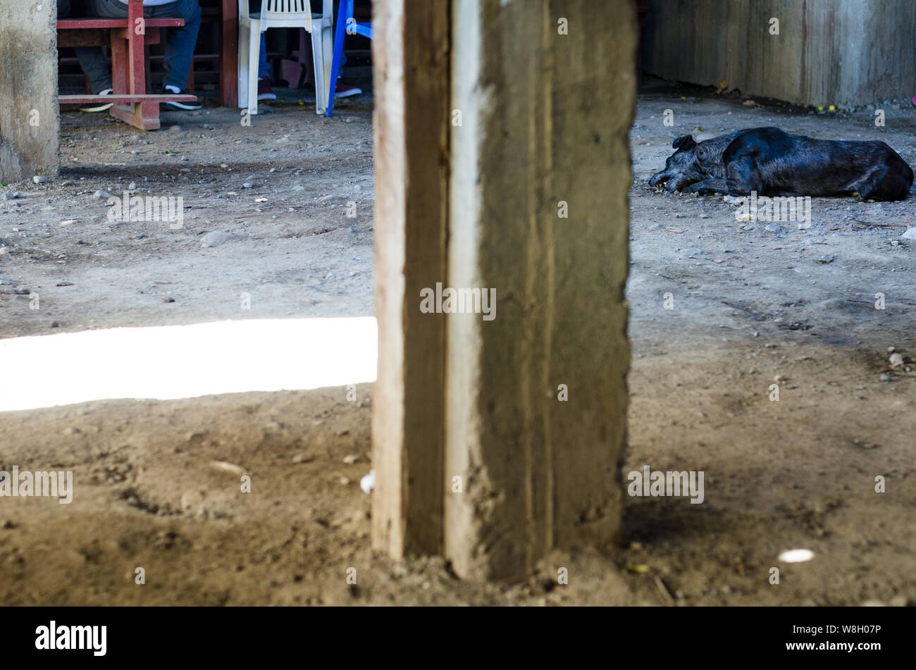 Un cane nero masticare un osso sul pavimento Foto Stock