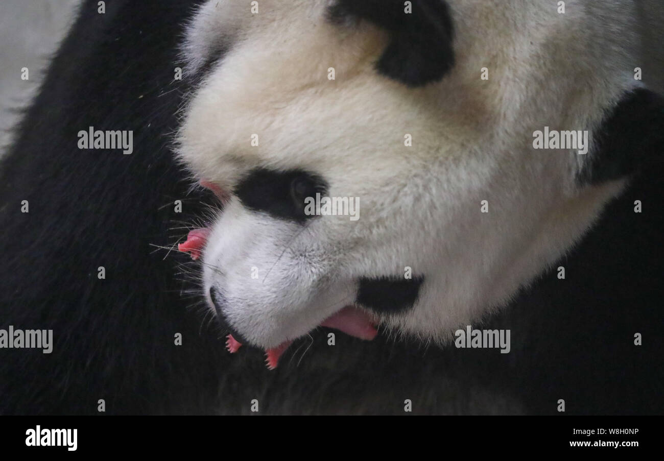 (190809) -- BRUGELETTE (Belgio), e il Agosto 9, 2019 (Xinhua) -- panda gigante Hao Hao si prende cura del suo nuovo nato cub a Pairi Daiza zoo a Brugelette, Belgio, su Agosto 8, 2019. Pairi Daiza, uno zoo in Brugelette in Belgio ad ovest della provincia di Hainaut, venerdì ha annunciato la nascita di due cuccioli di panda. La nascita di un cucciolo maschio, 160 grammi e una femmina cub, 150 grammi, viene come nessuna grande sorpresa in quanto madre Hao Hao erano state inseminate con successo lo scorso aprile dal compagno maschio Xing Hui. (Pairi Daiza/Handout via Xinhua) Foto Stock