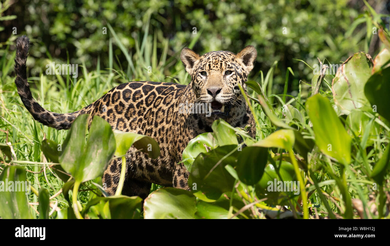 Jaguar Foto Stock